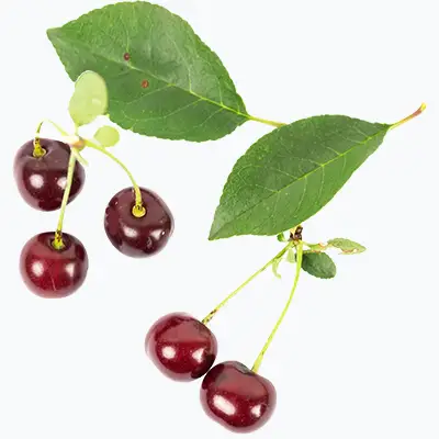 Cerises